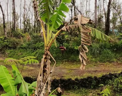 Banana tree outside the tiny eco-friendly vacation rental at Da Fire Farm in Volcano, Hawaii